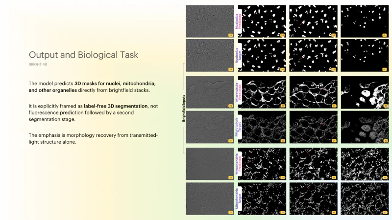 Bright 4B results showing predicted 3D masks for nuclei, mitochondria, and microtubules from brightfield volumes.