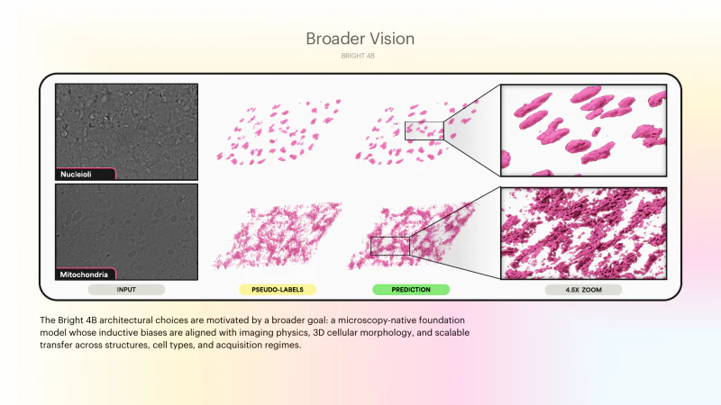 Bright 4B broader vision slide showing brightfield inputs, pseudo-labels, predictions, and zoomed 3D morphology outputs.