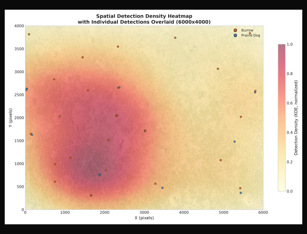 Lens viewer showing an agent-generated spatial detection density heatmap over a 6000 by 4000 pixel aerial survey, with individual burrow and prairie-dog detections overlaid and a normalized KDE density colorbar.